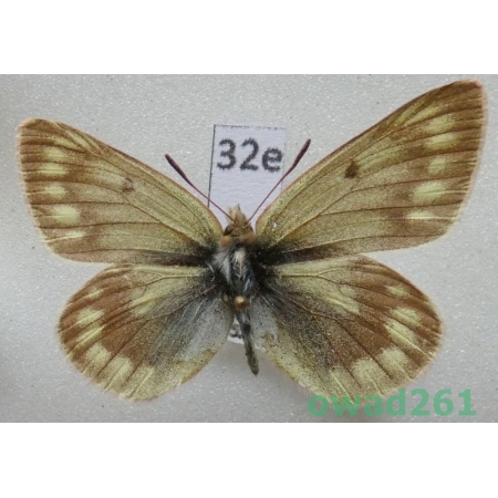 Colias cocandica Erschoff, 1874 Tadjikistan32e